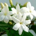 معطر سيارة مع مخرج USB رائحة الياسمين